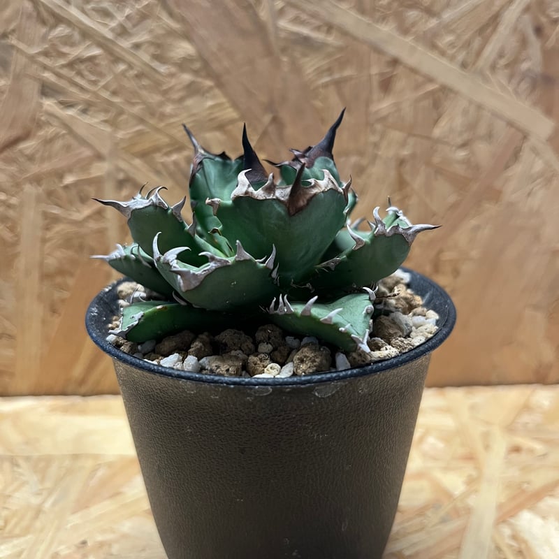 アガベ チタノタ 姫厳竜 | GREEN LUCK