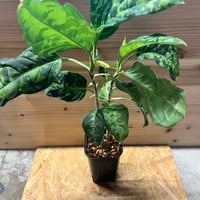 23 S&P アンスリウム　ワンダーボーイ　ハイブリッド　コレクション株放出 23 S&P アンスリウム ワンダーボーイ ハイブリッド コレクション株放出