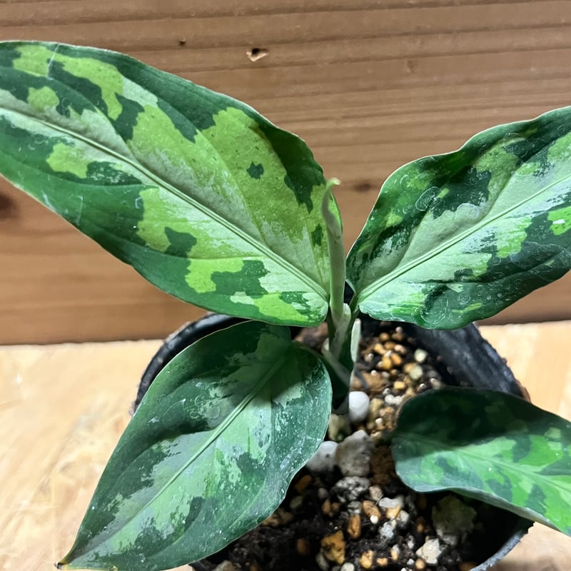 アグラオネマ ピクタム トリカラー エウレカ | GREEN LUCK