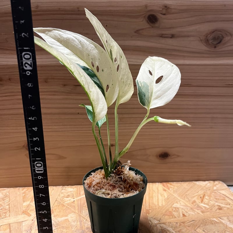 モンステラ アダンソニー var.ラニアタ 斑入り | GREEN LUCK