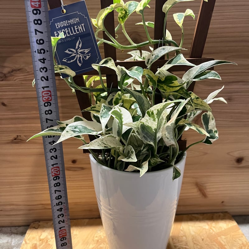 ポトス エクセレント | GREEN LUCK