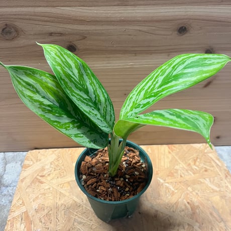 アグラオネマカーティシー　A 現品お届け】アグラオネマ ニティドゥム カーティシー Aglaonema
