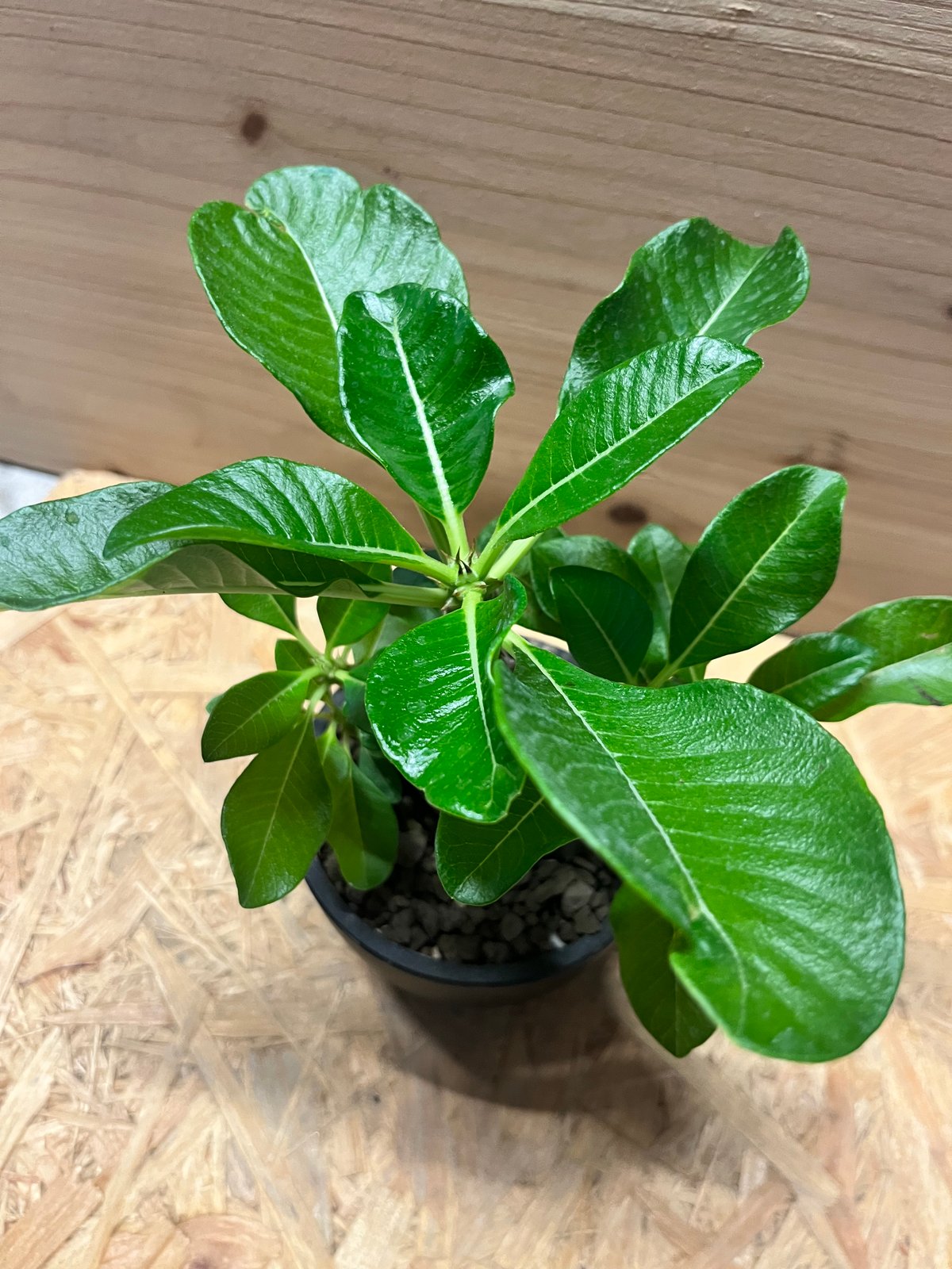 パキポディウム　ウィンゾリー　C パキポディウム ウィンゾリー | GREEN LUCK