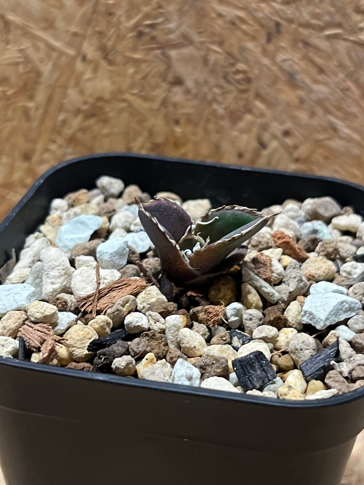アガベ チタノタ　穿山甲　lize産 Yahoo!オークション - 【AGAVE TITANOTA LIZE 穿山甲】アガベ