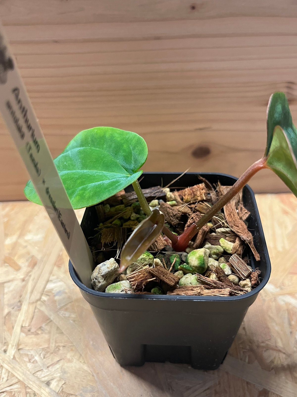 アンスリウム アントラキー×ドレスレリ | GREEN LUCK