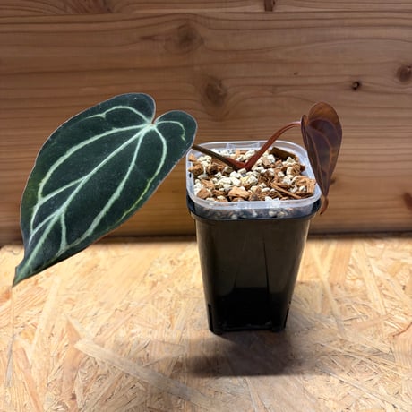 アンスリウム | STORES