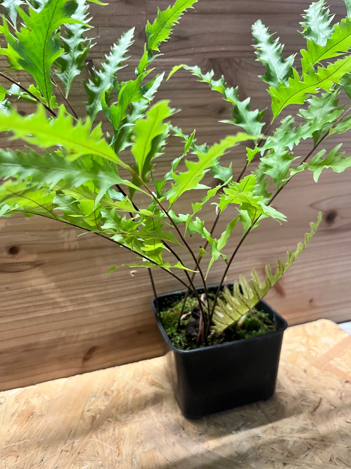 ドリナリア フロリダ | GREEN LUCK