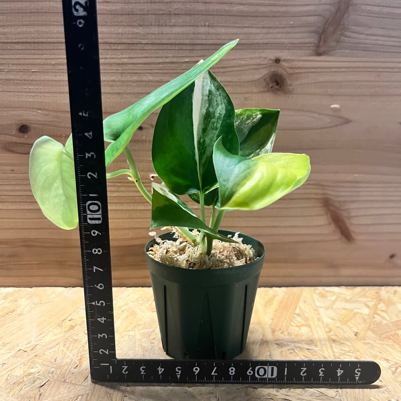 スキンダプサス ジェイドサテン バリエガータ | GREEN LUCK