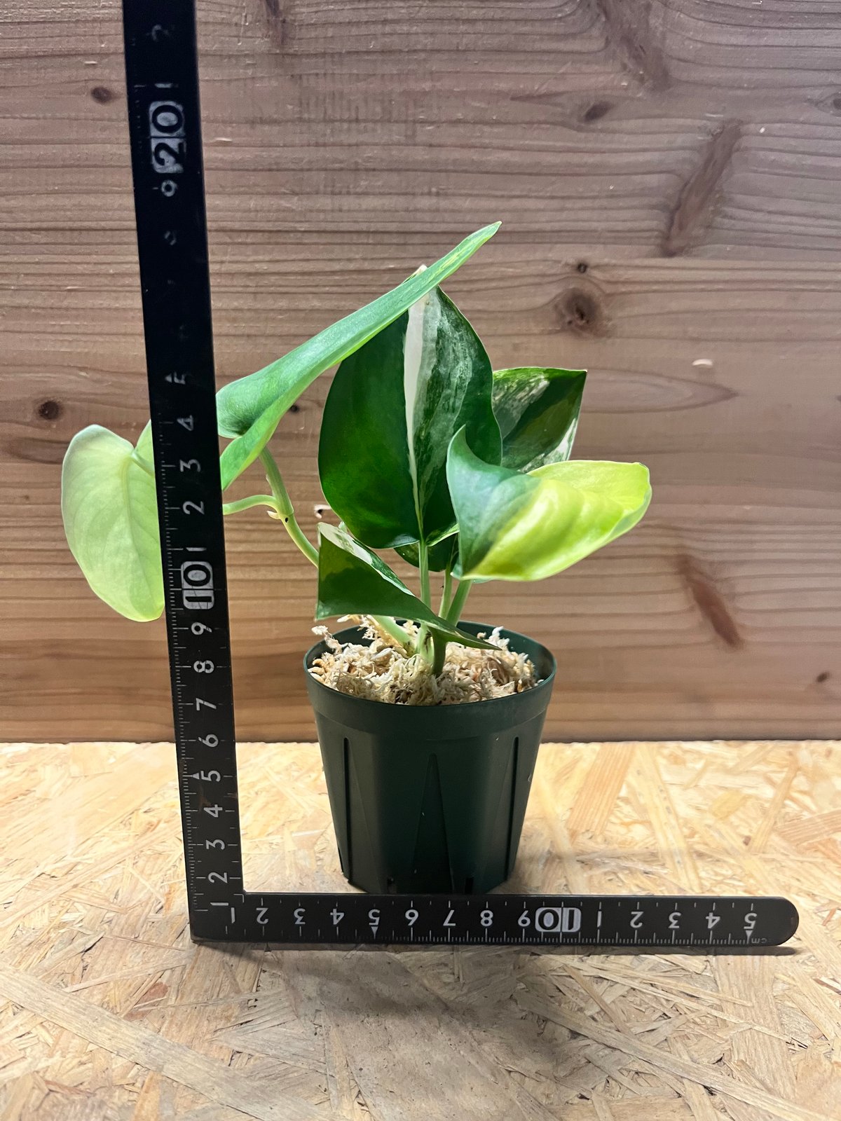 スキンダプサス ジェイドサテン バリエガータ | GREEN LUCK