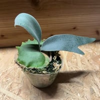 ビカクシダ 風神 | GREEN LUCK