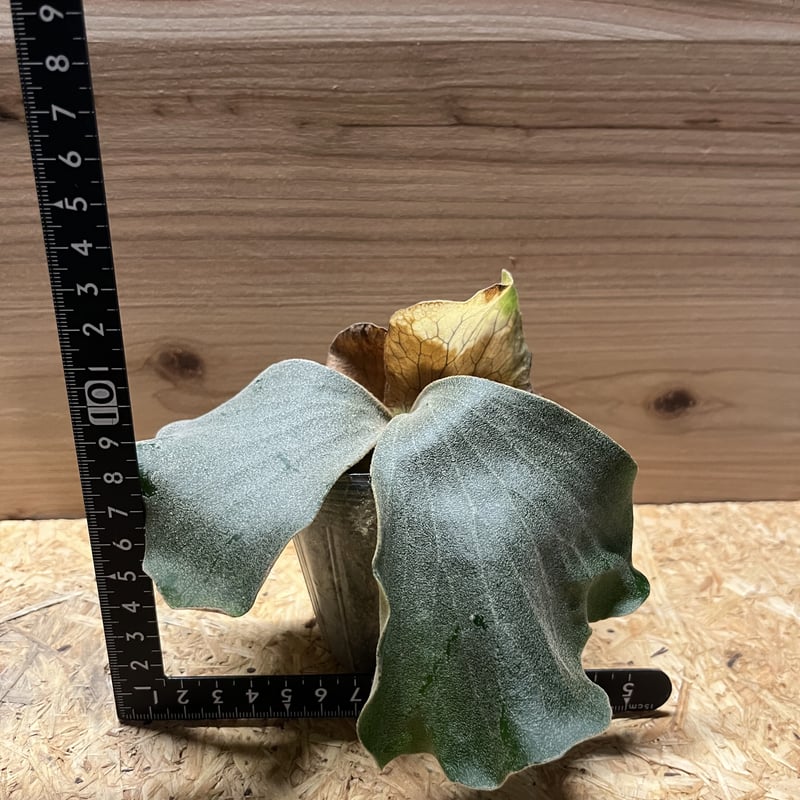 ビカクシダ エレファントティス アンゴレンセ | GREEN LUCK