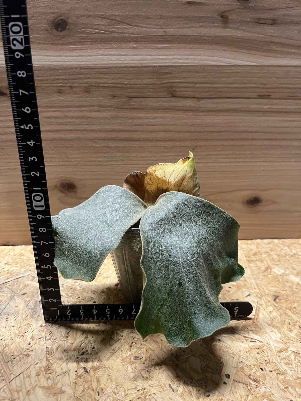 ビカクシダ　エレファントティス　コルク　板付け　胞子　　珍奇　アンゴレンセ ビカクシダ エレファントティス コルク 板付け 胞子 珍奇