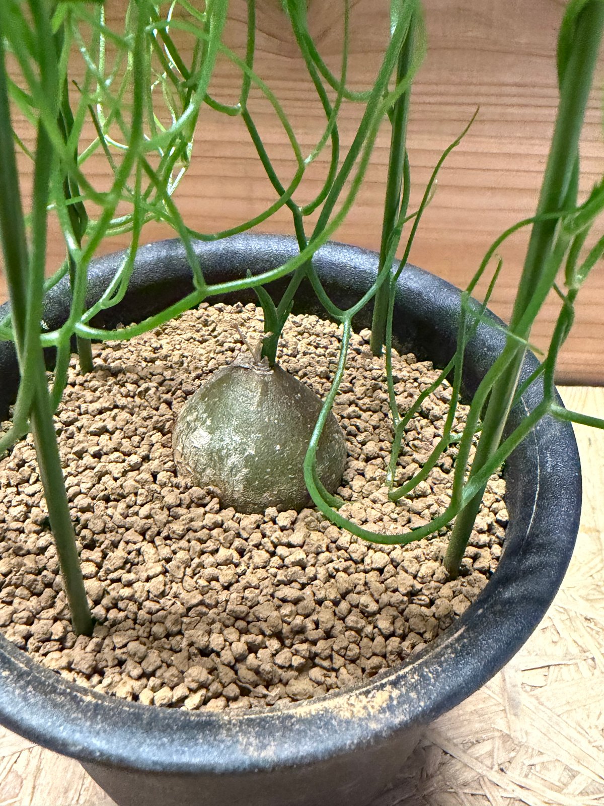 ボウィエア ボリュビリス 蒼角殿 3球植え 素焼き鉢植え ボウィエア ボルビリス 蒼角殿 | GREEN LUCK