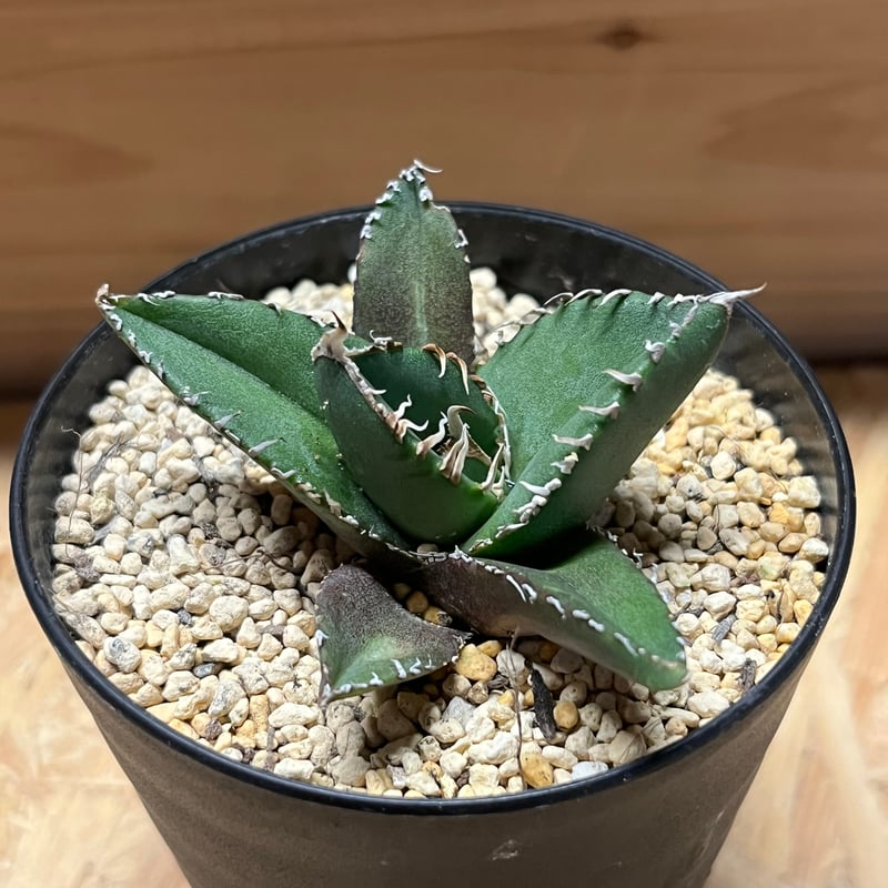 アガベ SAD(南アフリカダイヤモンド) アガベ チタノタ 南アフリカダイヤモンド / SAD-09 | アガベ専門店