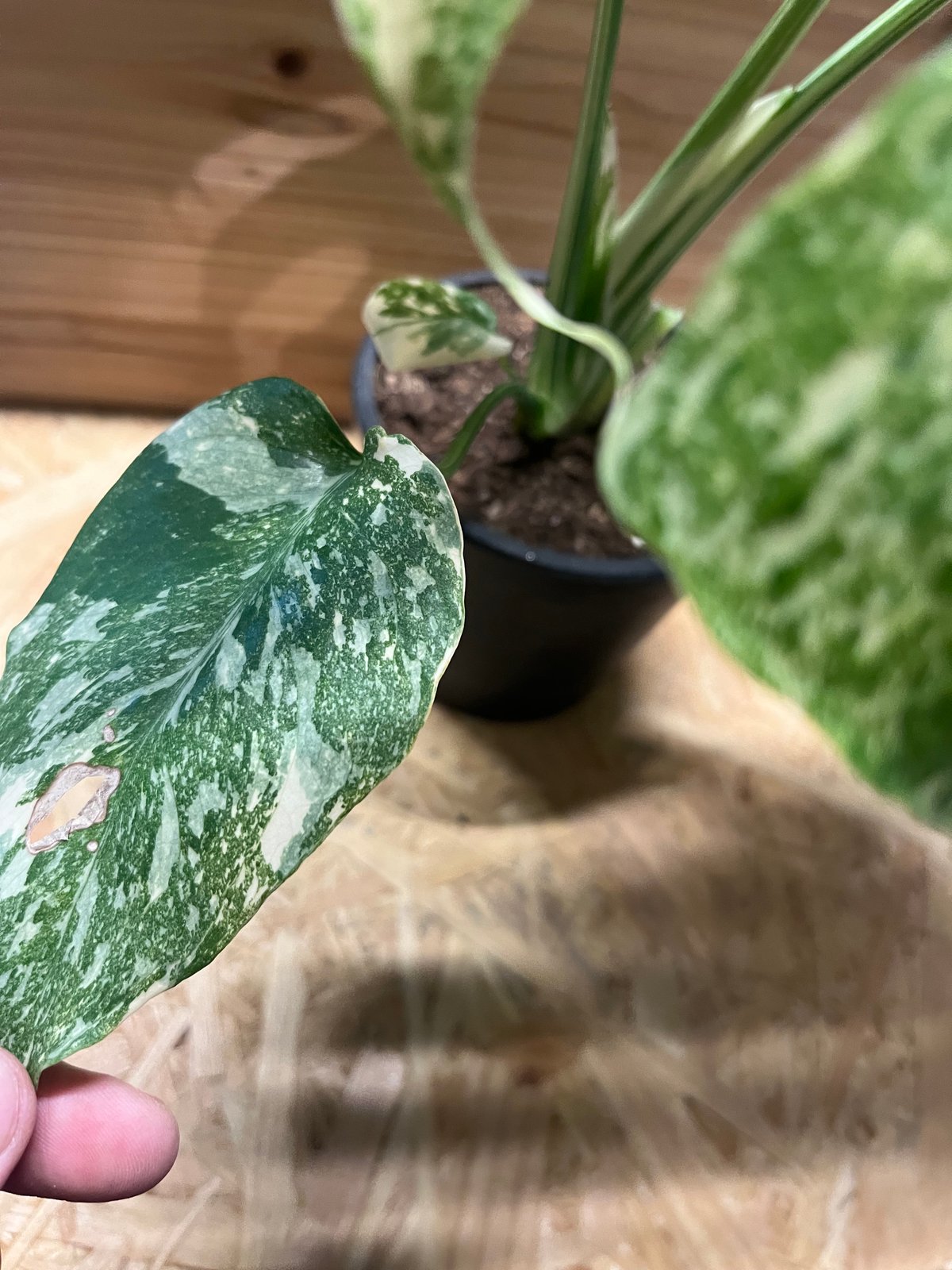 fit=scale-down,w=1200