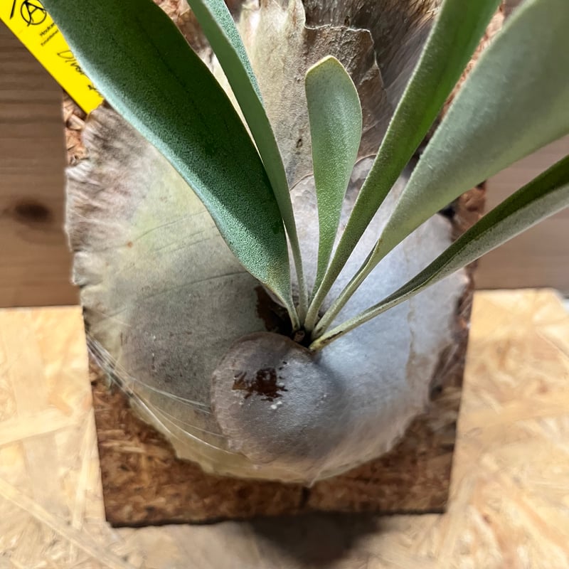 ビカクシダ ディバーシフォリウム スポア | GREEN LUCK