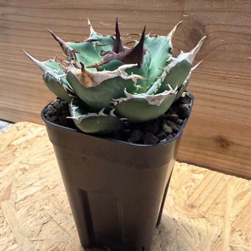 アガベ オテロイ オアハカ実生 | GREEN LUCK