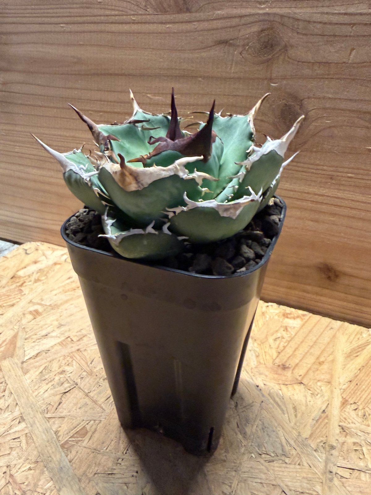 アガベ オテロイ オアハカ実生 | GREEN LUCK