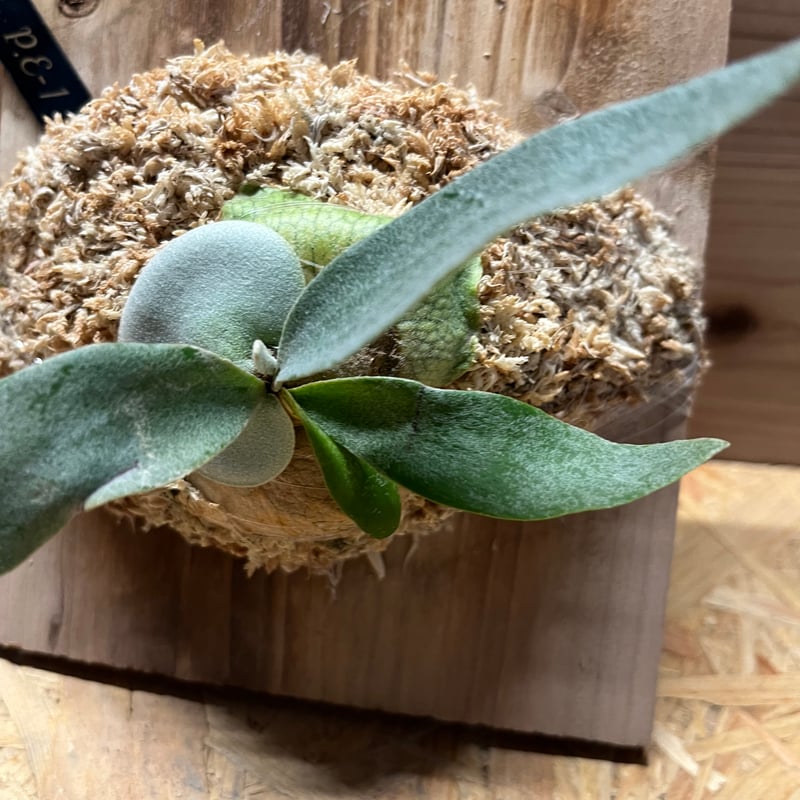 ビカクシダ E-1 | GREEN LUCK