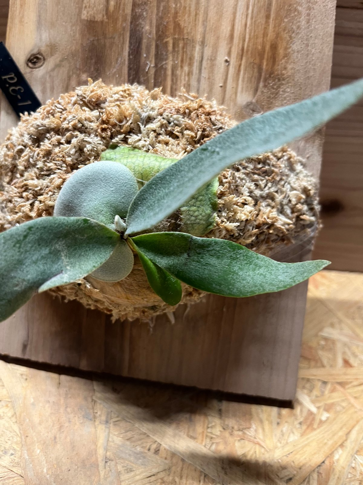 ビカクシダ E-1 | GREEN LUCK