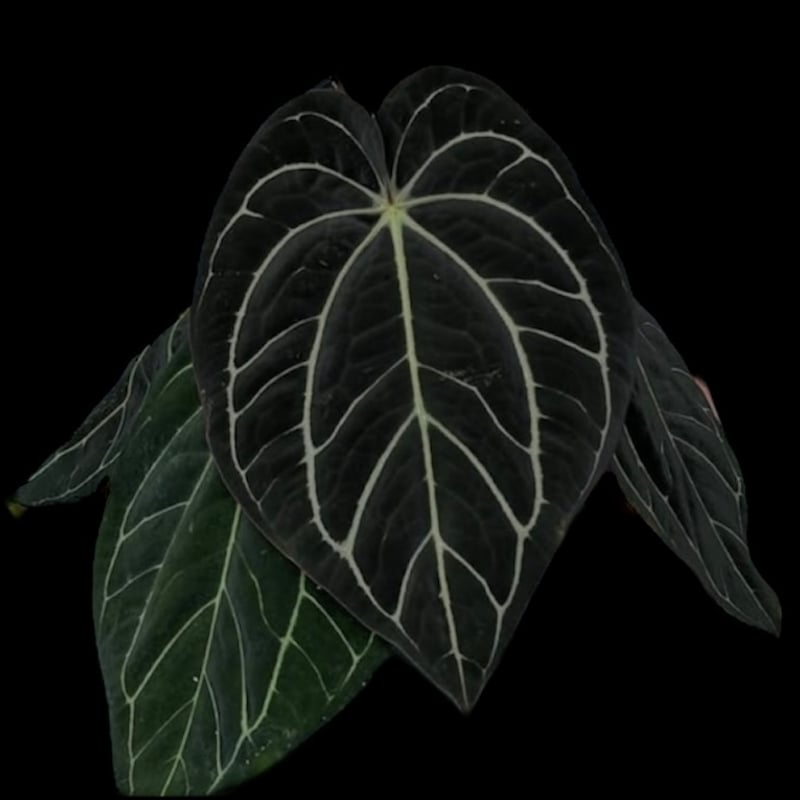 アンスリウム カーラブラッキー RA#5×RA#10 | GREEN LUCK