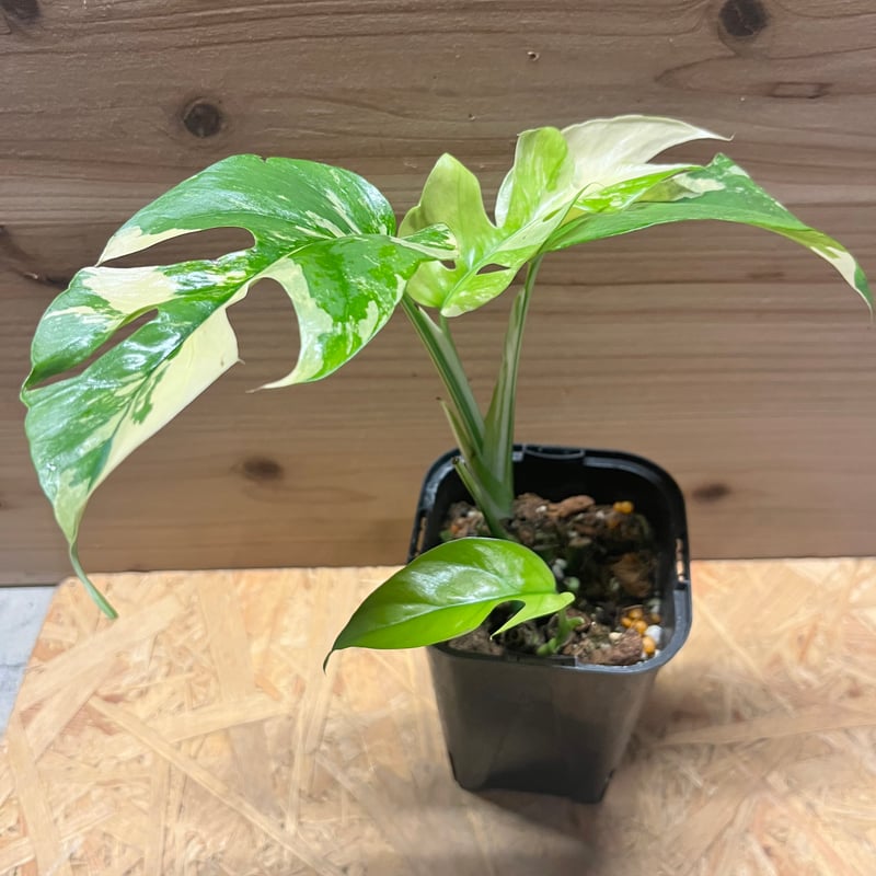 ラフィドフォラテトラスペルマパラゴン　斑入り 18 特級斑入り♪ 発根済み！ パラゴン ラフィドフォラテトラ