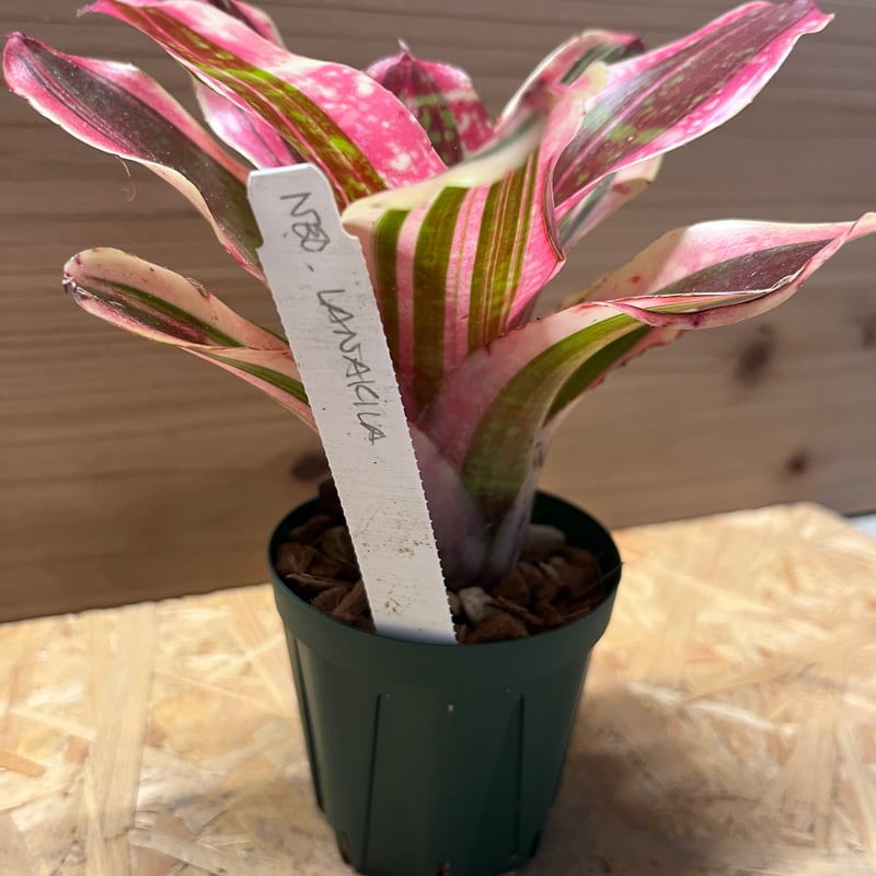 ネオレゲリア　ラベナラ Neoregelia ravenala #neoregelia #neoregeliaravenala #bromeliads