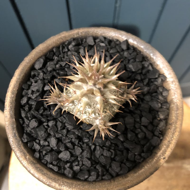 パキポディウム　マカイエンセ パキポディウム・マカイエンセ | AOKI KAEN