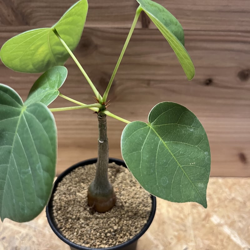 プセウドボンバックス エリプティクム | GREEN LUCK