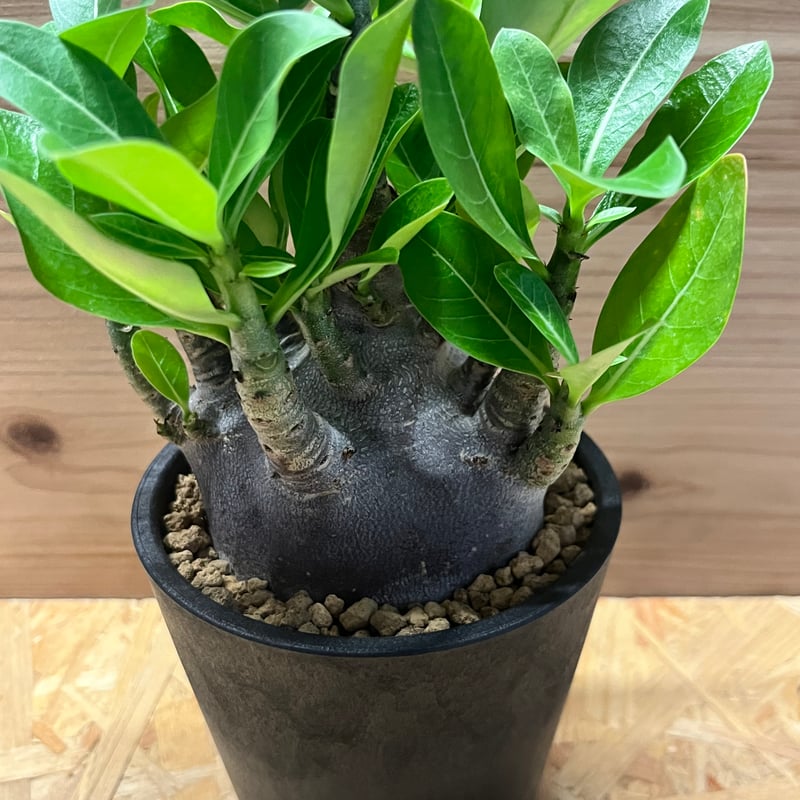 アデニウム　ブラックゴジラ（希少・美株） アデニウム・ブラックゴジラ | barrelplants_BONSAI