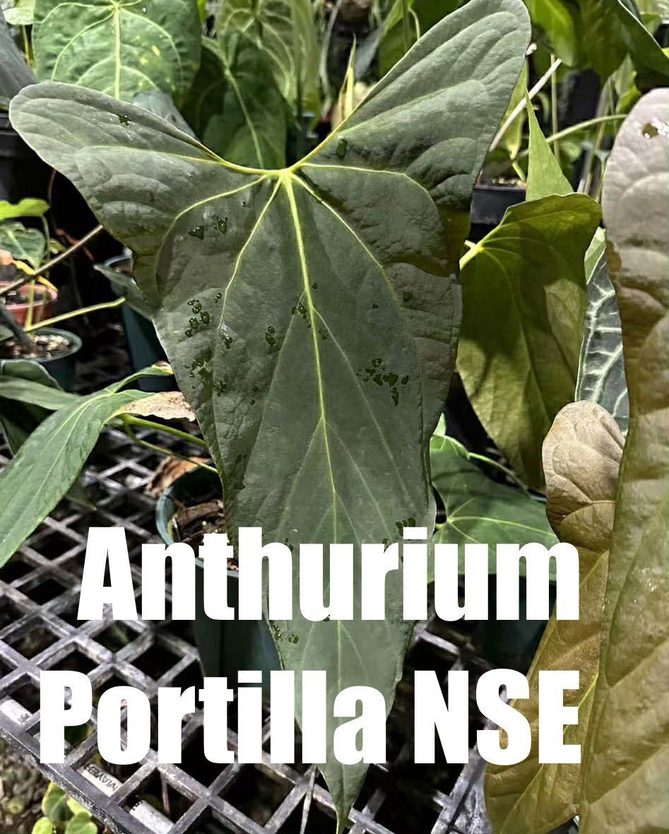 アンスリウム　ポーティラエ fit=scale-down,w=1200