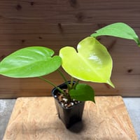 6アロカシア　マハラニ　ゴールド　黄斑入り アロカシア