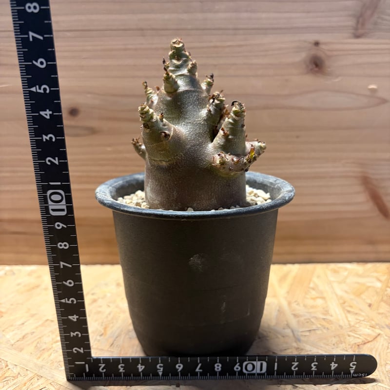 【激レア/ブラックスキン/極太 】アデニウム アラビカム ガラメー C-8鉢植え アデニウム アラビカム 'ブラックスキン' | GREEN LUCK