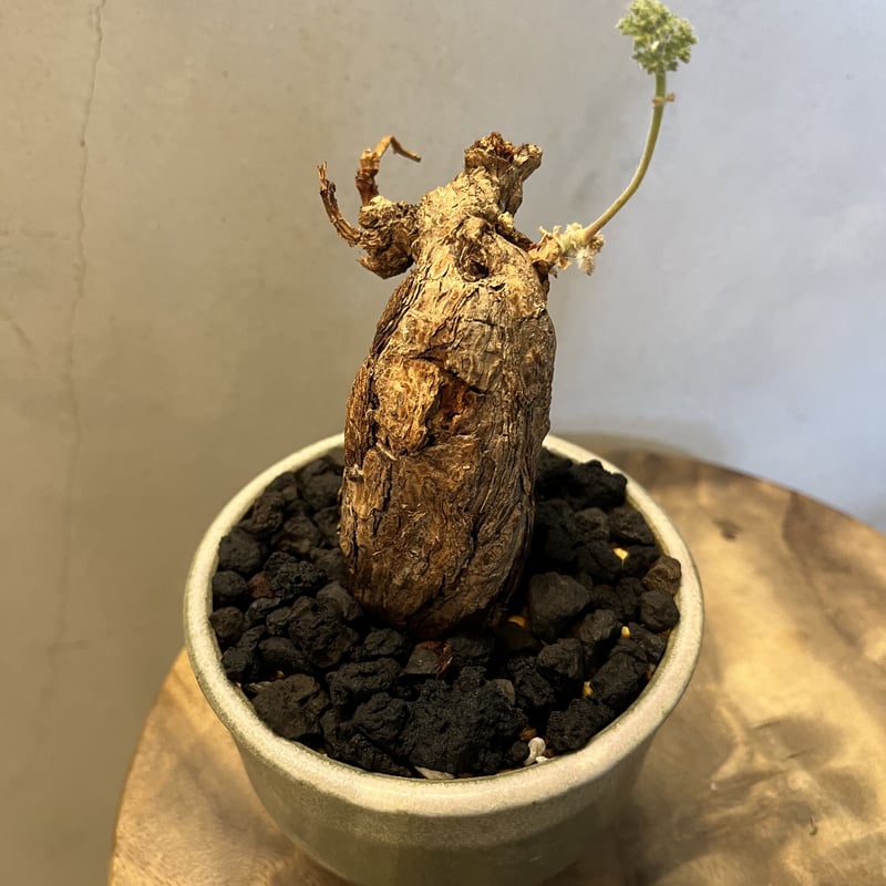 ペラルゴニウム トリステ ×伝市鉢 | GREEN LUCK