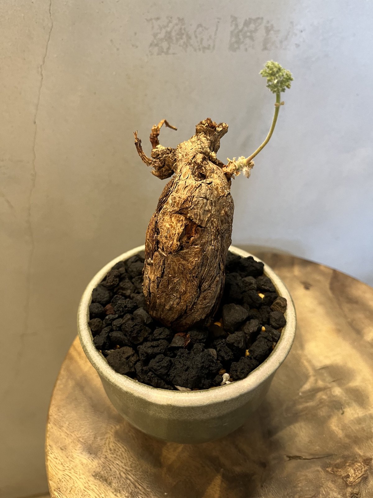 ペラルゴニウム　トリステ　便座型株　鉢込み 座席型 卸売 通販フラワー・ガーデニング - ペラルゴニウム トリステ 便座型株