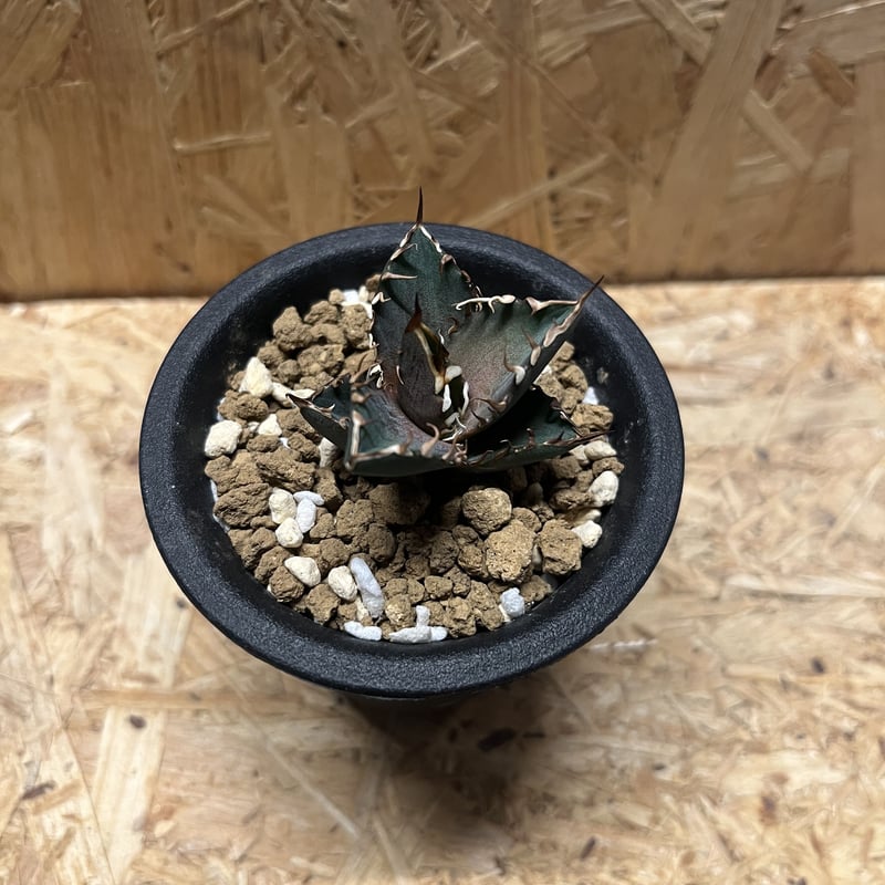 アガベ チタノタ サンクラウン | GREEN LUCK