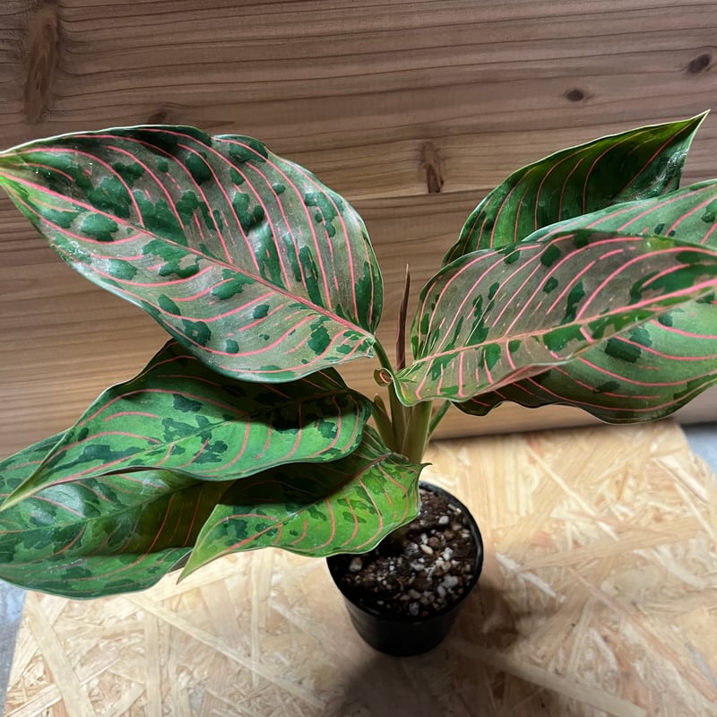 アグラオネマ レッドアーミー | GREEN LUCK