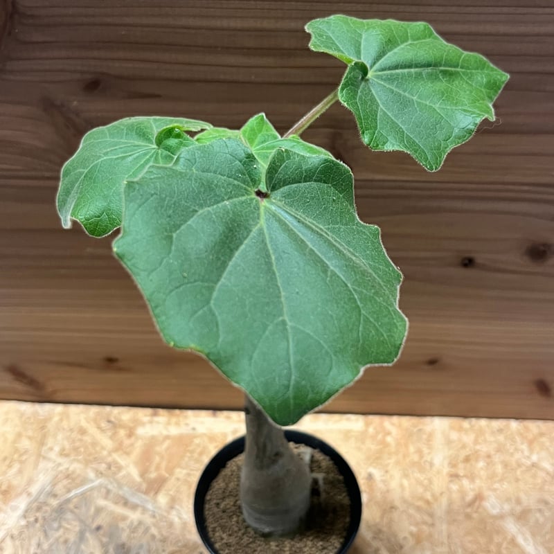 【引取限定特価】【配送不可】 ウンカリーナ グランディディエリ ウンカリーナ グランディディエリ | GREEN LUCK