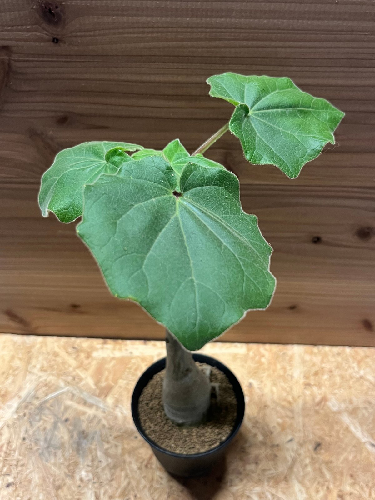 ウンカリーナ グランディディエリ | GREEN LUCK