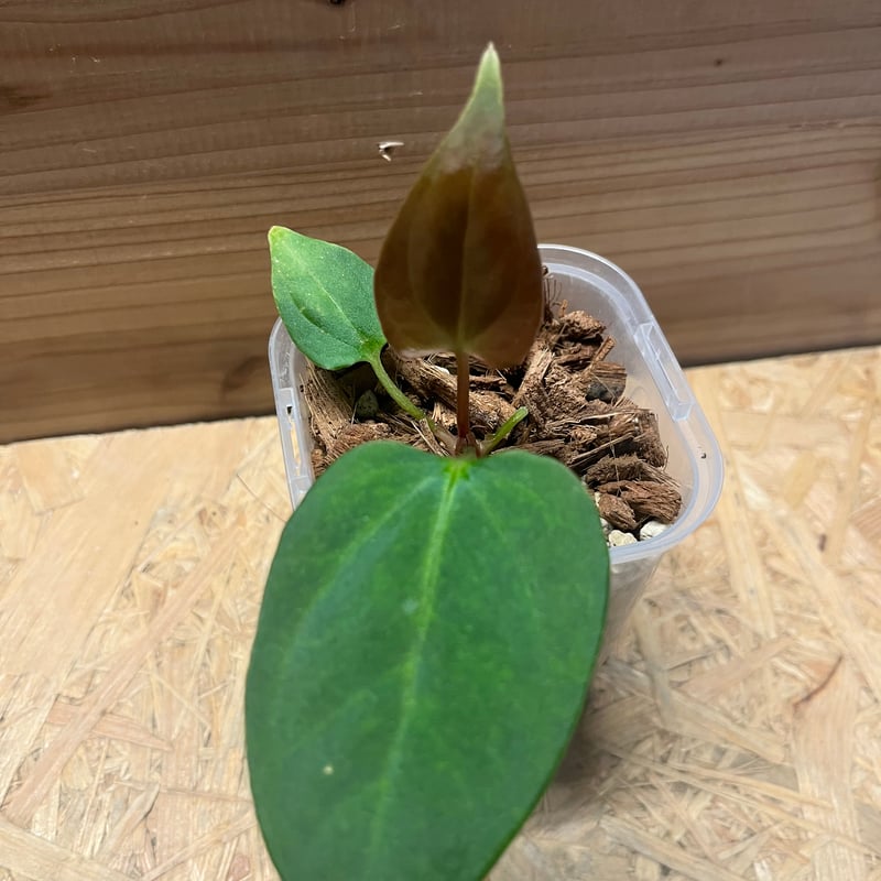 アンスリウム ポーティラエ NSE | GREEN LUCK