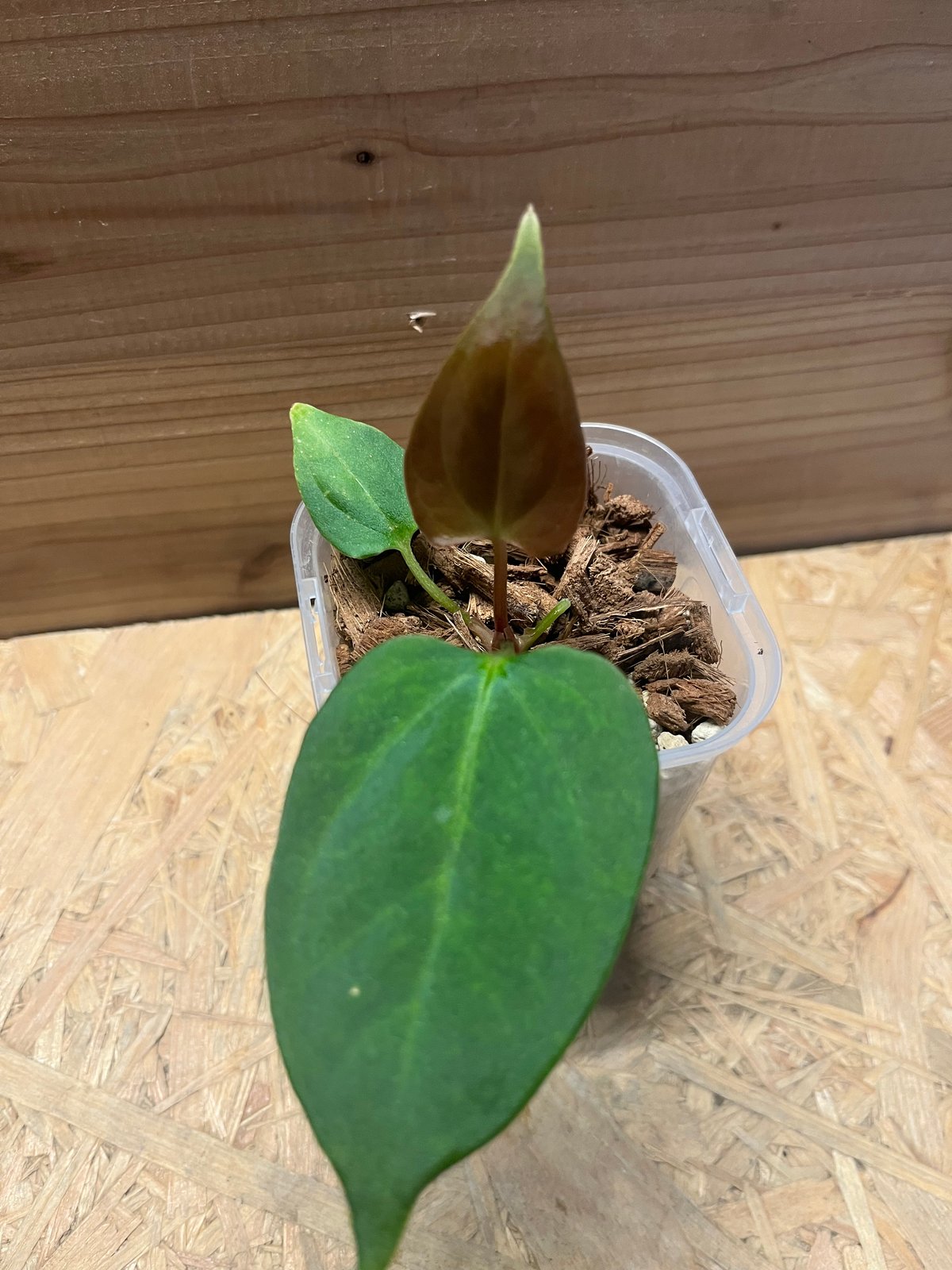 アンスリウム ポーティラエ NSE | GREEN LUCK