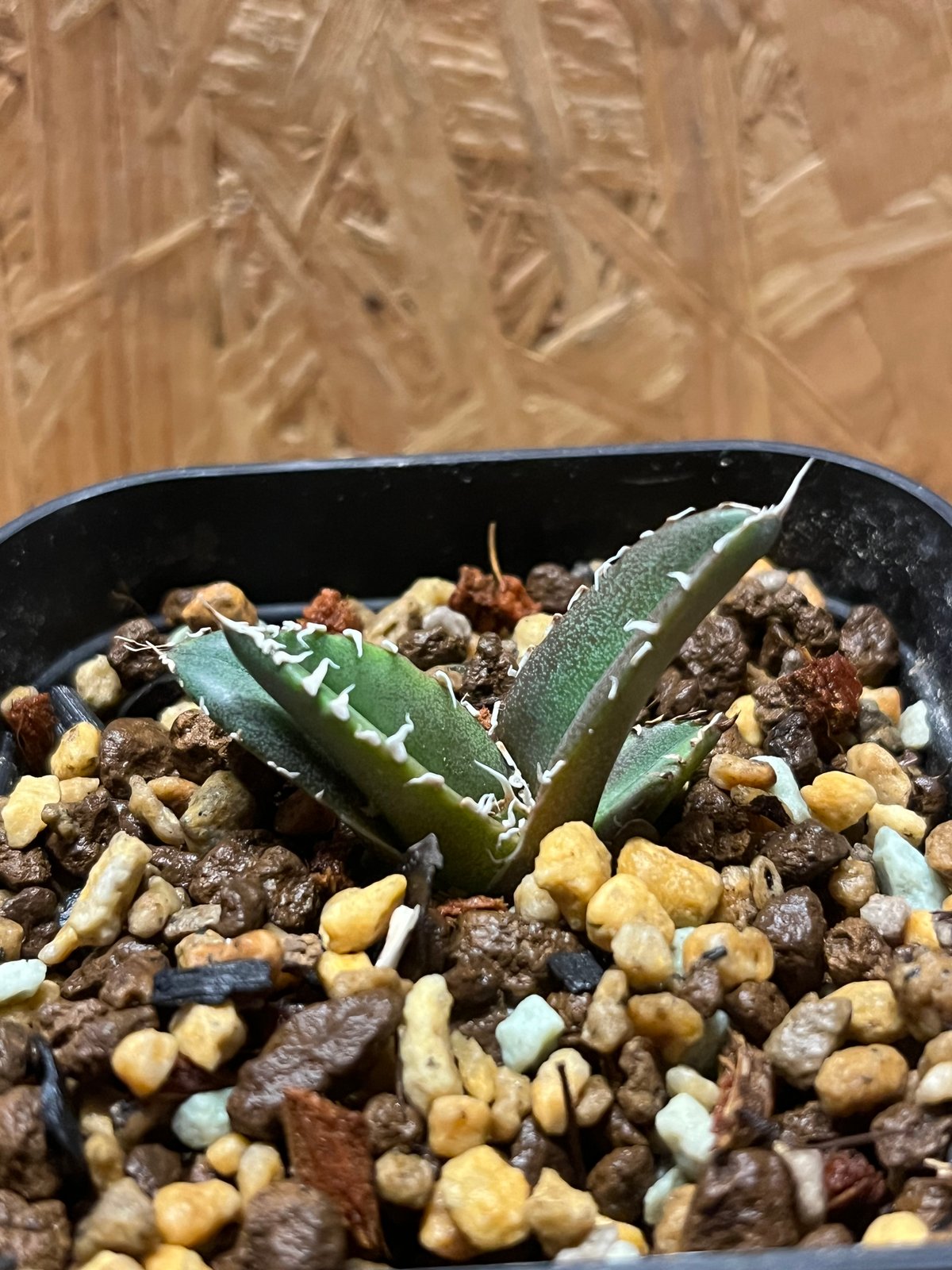 アガベ チタノタ　SAD アガベ チタノタ 南アフリカダイヤモンド SAD | GREEN LUCK