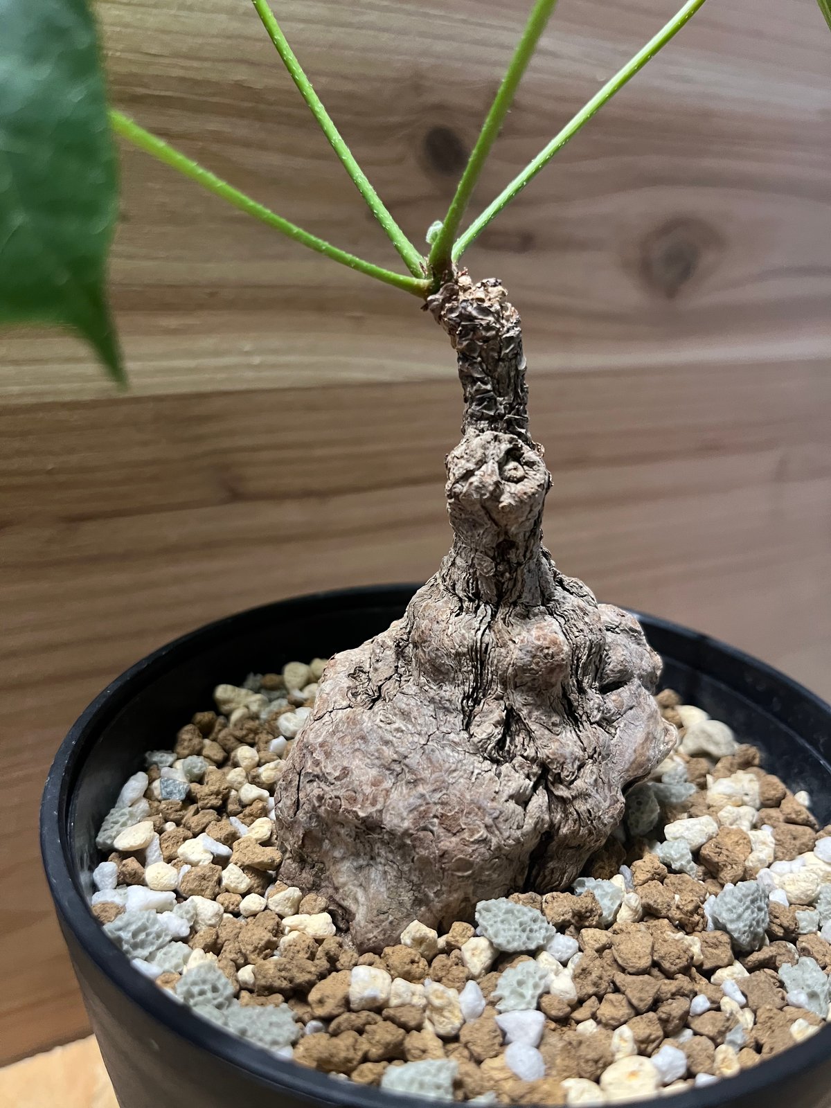 A*u様 コミフォラ　カタフ　ピュア　ソマリア　コーデックス コミフォラ カタフ ソマリア ピュアカタフ | GREEN LUCK