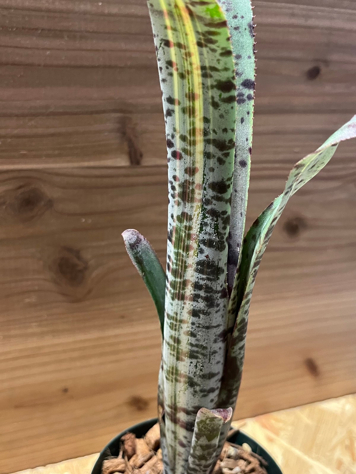 ケスネリア ラファエルオリベイラ | GREEN LUCK