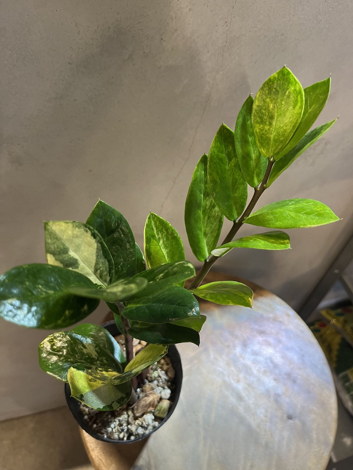 ザミオクルカス 斑入り 専用出品 | GREEN LUCK