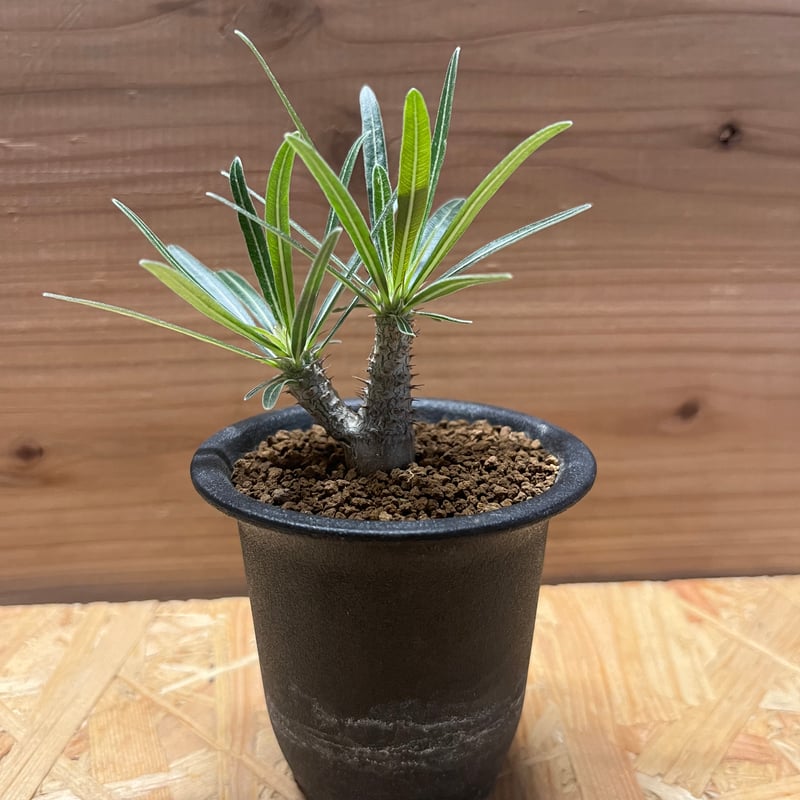 パキポディウム グラキリス 実生 | GREEN LUCK