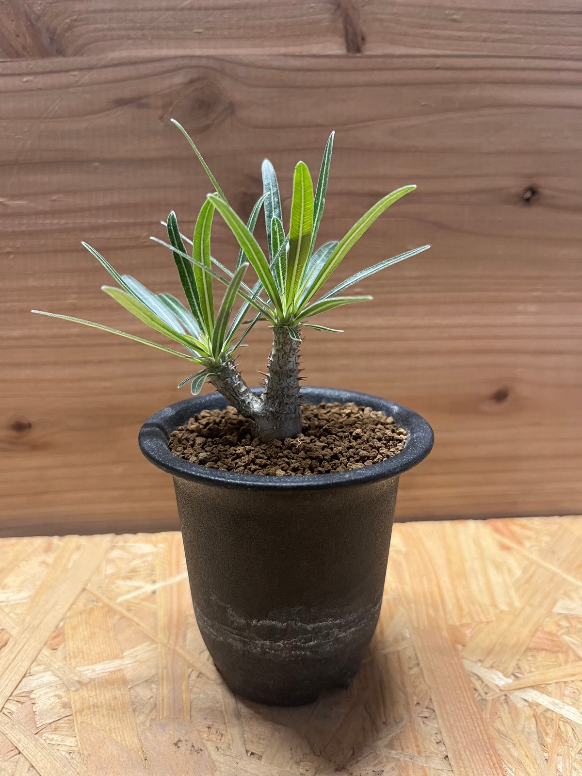 パキポディウム グラキリス 実生 | GREEN LUCK