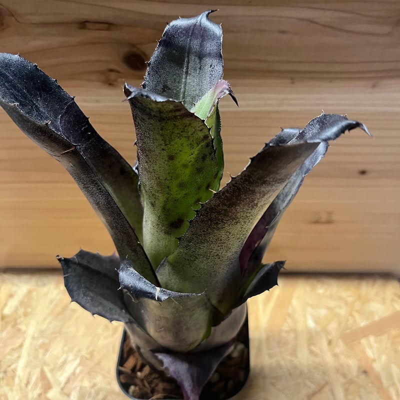 ホヘンベルギア レオポルドホルスティ ブラックフォーム | GREEN LUCK