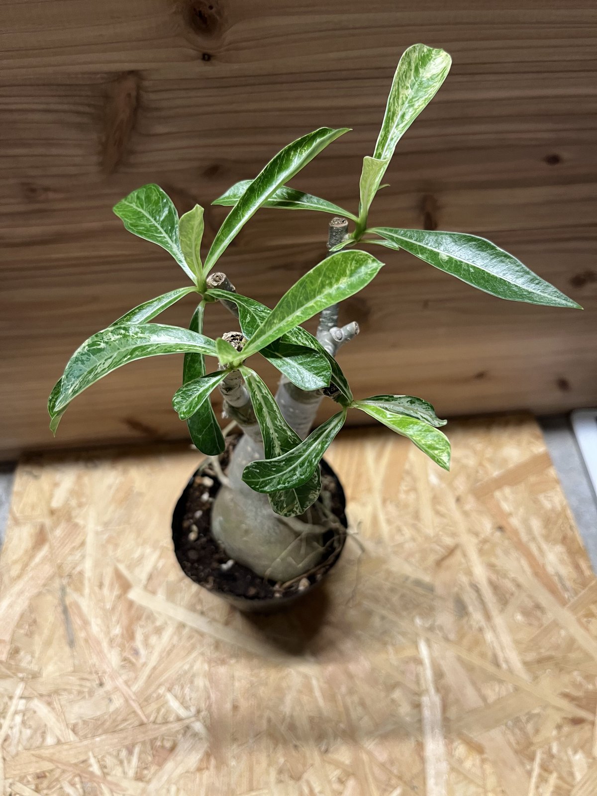 観葉植物 少しレア コプロスマ アケロサ - 植物/観葉植物