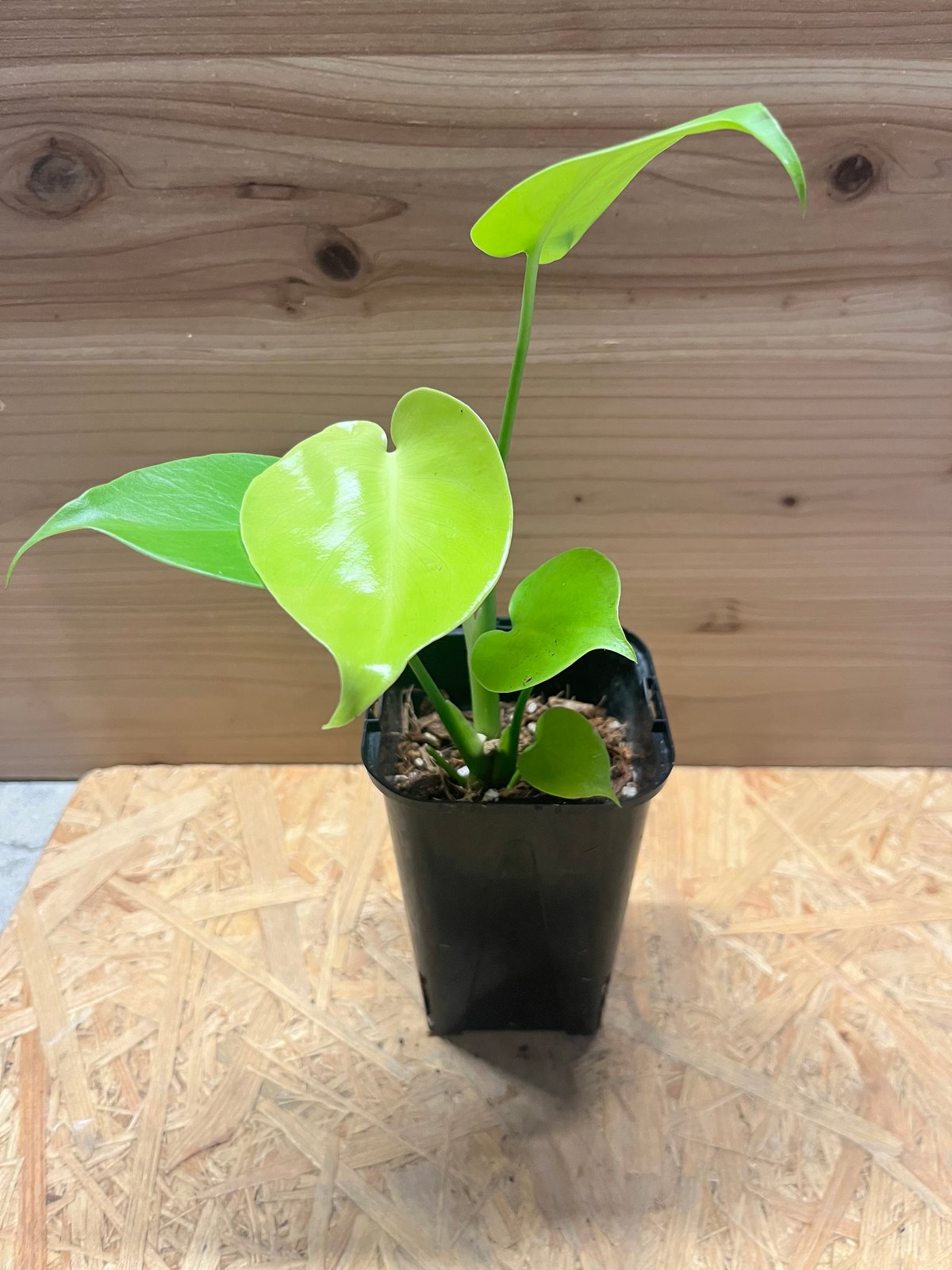 モンステラ デリシオーサ ゴールドリーフ | GREEN LUCK